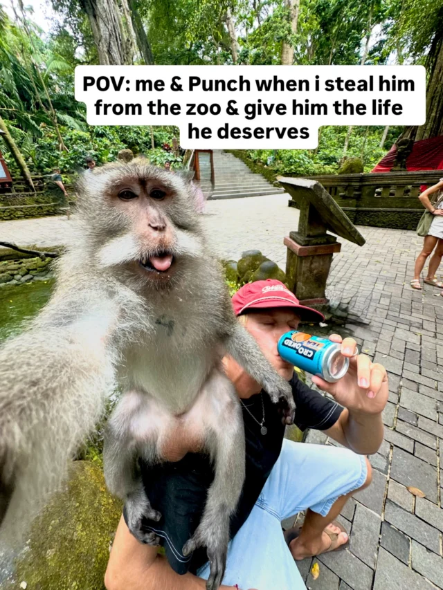 Be honest. You’re thinking about it too. 🫵🐒 #punchmonkey #punch #savepunch